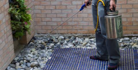 DIY Pest Control Or Professional Pest Control DIY Pest Control Or Professional Pest Control
